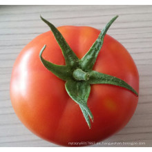 RT09 Meiyu semillas híbridas resistentes más resistentes del tomate de la capacidad de TYLCV en venta